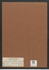 Nitzschia palea var. tenuirostris V. H. (de-Toni-Nr.: Genus 47, Species 2127) Zeichnungen Sammlung Grunow Mappe 02253 (Herbarium_W_Grunow_drawings_Folder_02253)